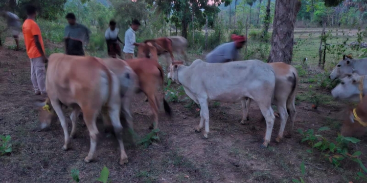 Cattle Smuggling Foiled