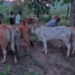 Cattle Smuggling Foiled