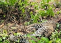 Leopard Found Dead