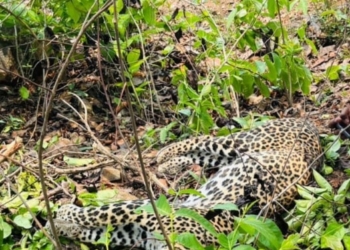 Leopard Found Dead