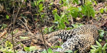Leopard Found Dead