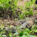Leopard Found Dead