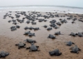 Olive Ridley