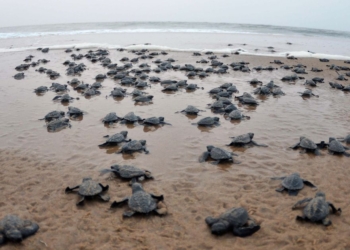 Olive Ridley