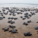 Olive Ridley