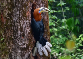 Rufous-necked Hornbill conservation