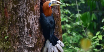 Rufous-necked Hornbill conservation
