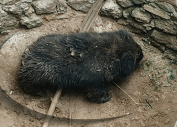 Bear falls into well Udala