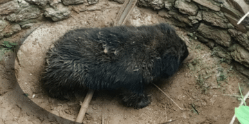 Bear falls into well Udala