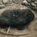 Bear falls into well Udala