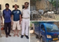 Illegal Cattle Transport