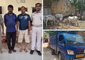 Illegal Cattle Transport