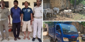 Illegal Cattle Transport