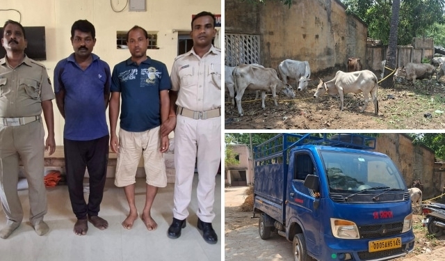 Illegal Cattle Transport