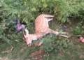 Deer smuggling in Balasore