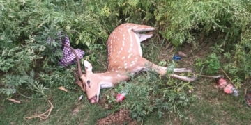 Deer smuggling in Balasore