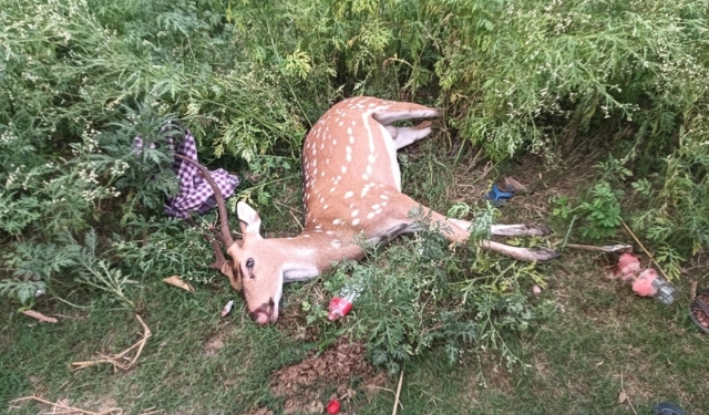 Deer smuggling in Balasore