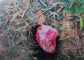 dog attack in Ganjam