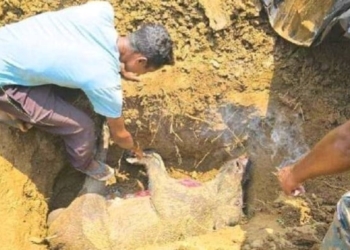 wild boar death in Bolangir