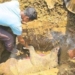 wild boar death in Bolangir