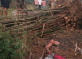 Bamboo Tree Uprooted by Thunderstorm Kills Elderly Woman & Daughter-in-Law in Bhanjanagar