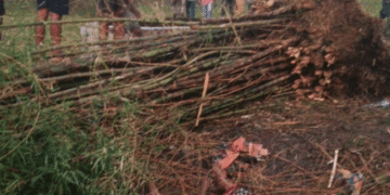 Bamboo Tree Uprooted by Thunderstorm Kills Elderly Woman & Daughter-in-Law in Bhanjanagar