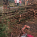 Bamboo Tree Uprooted by Thunderstorm Kills Elderly Woman & Daughter-in-Law in Bhanjanagar
