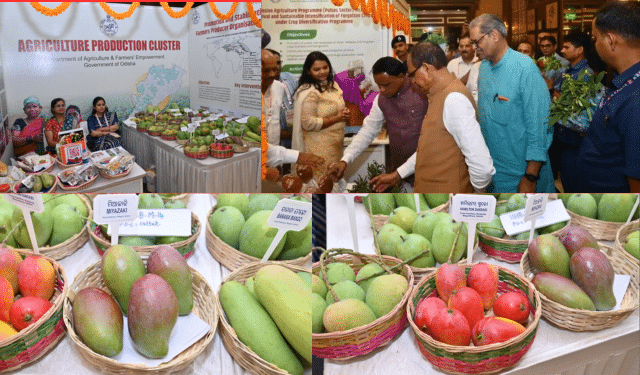 Odisha mango varieties export