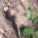 Missing Youth Found Dead