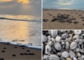 Olive Ridley hatchlings at Rushikulya