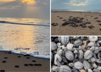Olive Ridley hatchlings at Rushikulya