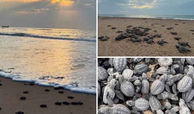 Olive Ridley hatchlings at Rushikulya