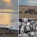 Olive Ridley hatchlings at Rushikulya