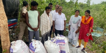 STF Seizes 101 Kg Ganja in Bhubaneswar, Two Arrested