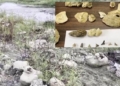 Fossils