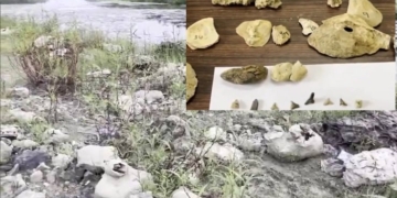 Fossils
