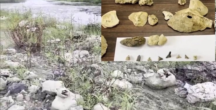 Fossils