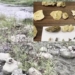 Fossils