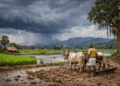 Odisha monsoon update 2026
