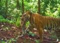 Tigress Jinnat