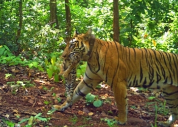 Tigress Jinnat