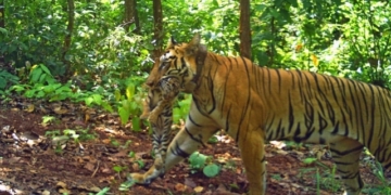 Tigress Jinnat