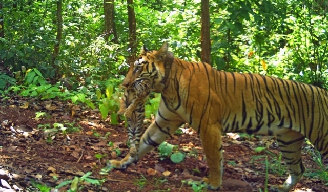 Tigress Jinnat