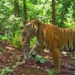 Tigress Jinnat