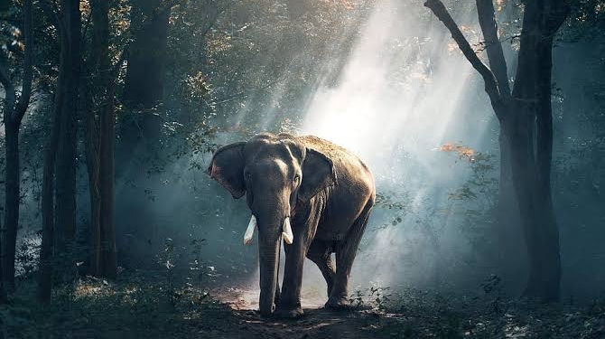 Elephant training centre