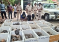 Turtle Smuggling in Malkangiri