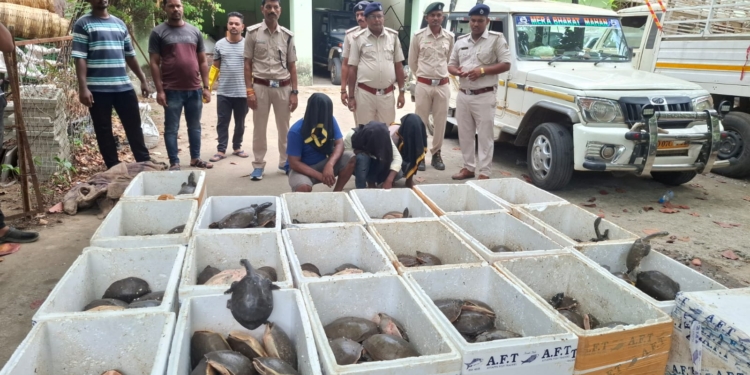 Turtle Smuggling in Malkangiri