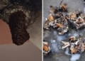 bee attack