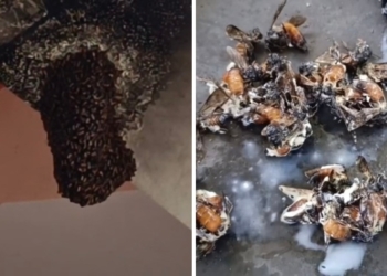 bee attack