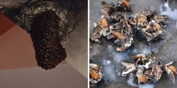 bee attack